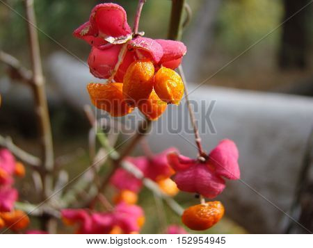 wolf berries red ripened growing in a forest