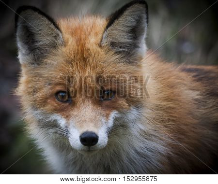 a close up of the head of a european red fox