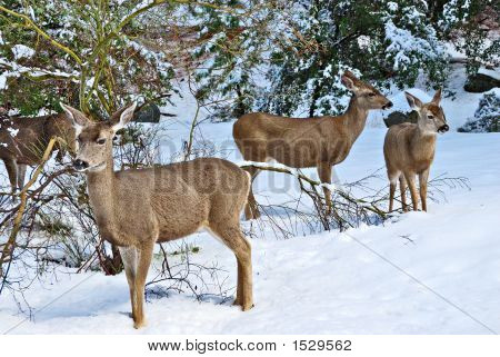 Maultierhirsch Standing im Schnee