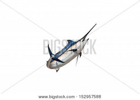 Marlin - Swordfish Sailfish saltwater fish (Istiophorus) isolated on white background