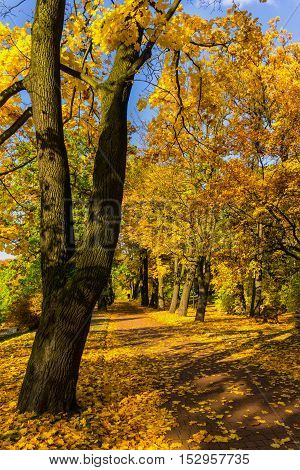 Pathway through the autumn forest. Colorful autumn park.