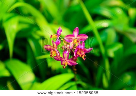 Pink and purple spathoglottis orchid blooms in the garden with warm light.