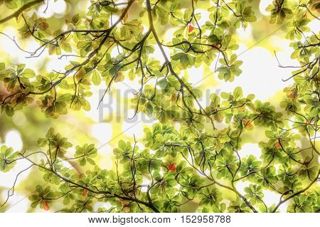 Blur green leaves on abstract bokeh natrue background