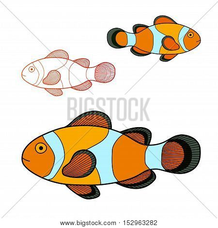 Vector illustration of clown fish isolated on white background.