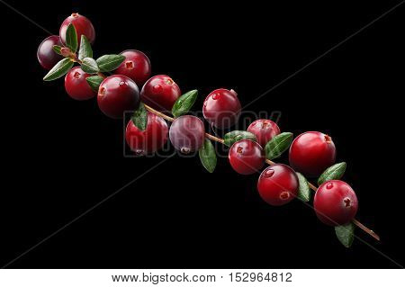 Cranberry Branch Composition, Clipping Paths