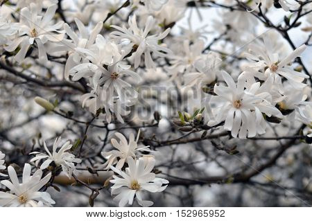 Tree blossom with white flowers and branches in behind