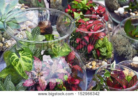 Decorative glass vases with succulent and cactus plants. Glass interior terrarium with succulents and cactuses.Miniature garden in glass with cactuses and succulents.