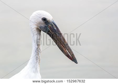 Close focus on head and neck of white bird having a long beak called Asian Openbill or Open billed stork
