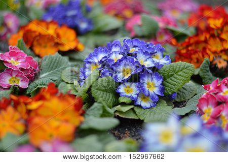 Colorful garden flowers in early spring with blurred background
