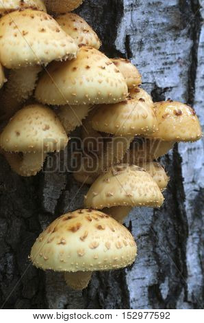 Pholiota aurivella mushroom on a birch tree
