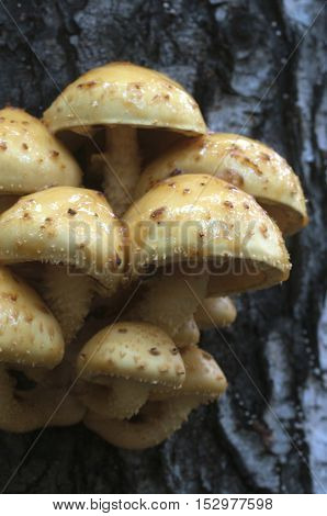 Pholiota aurivella mushroom on a birch tree