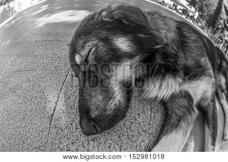 A dog looking in black and white vision, another stray dog laying on the gound, meanwhile the indifference of the people around. Concept of difficult life or dog's life.