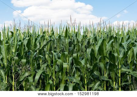 Corn on the field against the blue sky