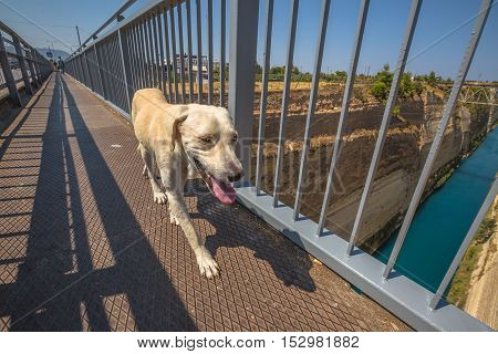 Dog walking on the bridge on the Corinto Canal in Greece, Peloponnese, Europe.