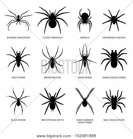 Set of black silhouette spider icon isolated on white background.