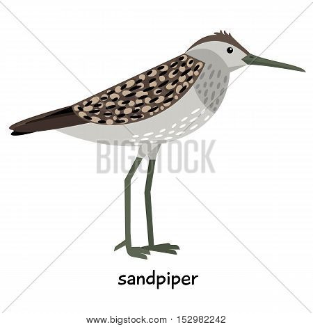 Sandpiper with a long thin beak vector illustration