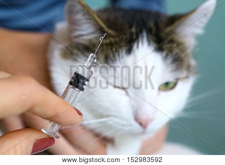 cat hold by owner at veterinarians cabinet ready to have a vaccination injection. Cute cat. Quiet cat.