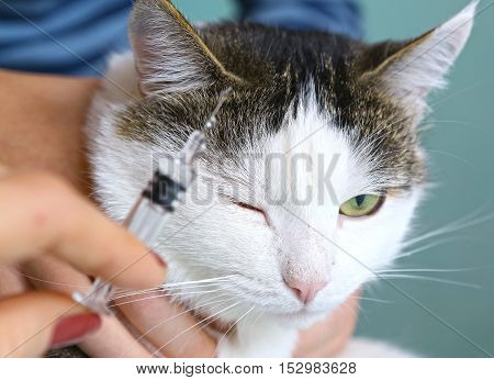 cat hold by owner at veterinarians cabinet ready to have a vaccination injection. Cute cat. Quiet cat.