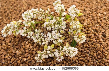 photographed close-up ripe kernel of buckwheat nature