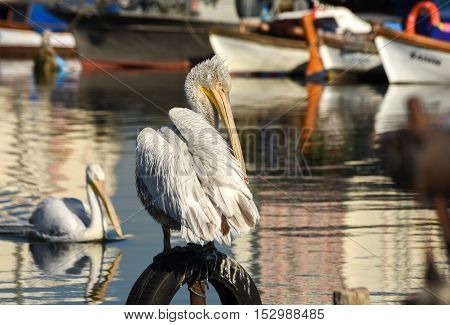 White pelican standing on whell  in harbour.