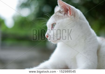 portrait of a thai cat laying at outdoor.looked at something.with blurred backgroundfiltered imageselective focus