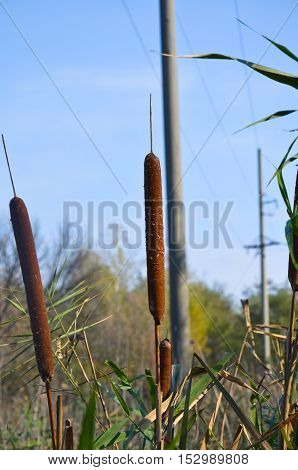 Mature flower spike of the reed plant