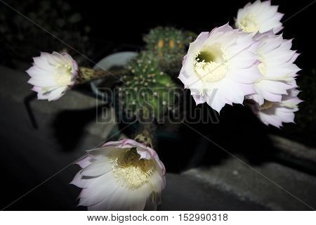 White flowers of mirabilis jalapa of the night