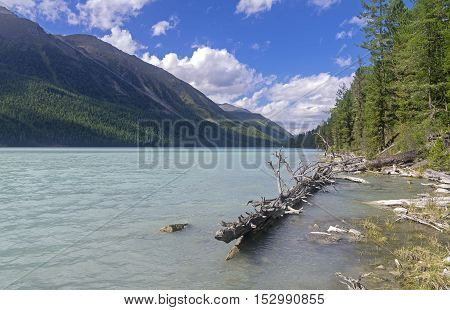 Dry tree in the water near the shore. Kucherla lake. Altai Mountains Russia. Sunny summer day.