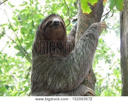 Adorable sloth climbing a tree in the rainforest in Costa Rica.