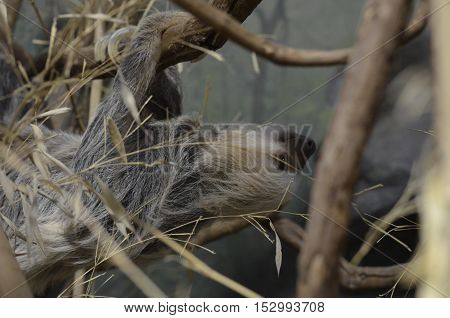 Sloth making his way through the tree tops.