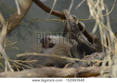 Sloth climbing through the tops of the trees.
