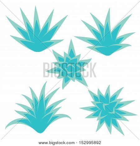 Set of succulent plant bush flower isolated on white background. Vector illustration.