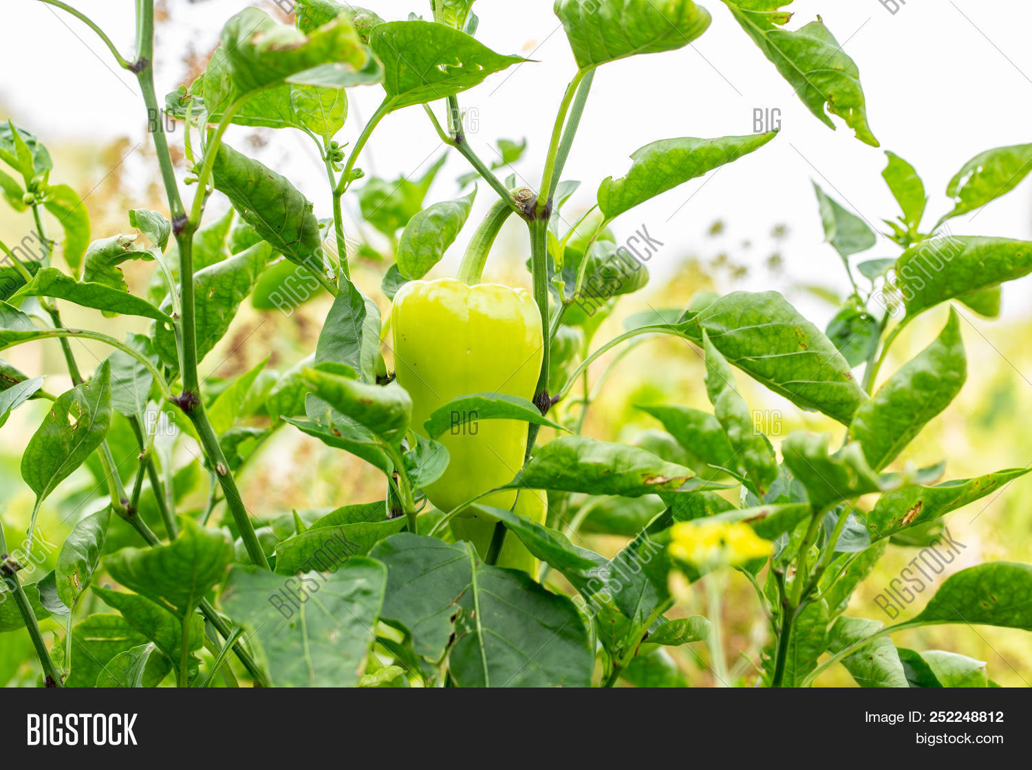 Wallpaper Closeup Ripening Image Photo Free Trial Bigstock For Android Free