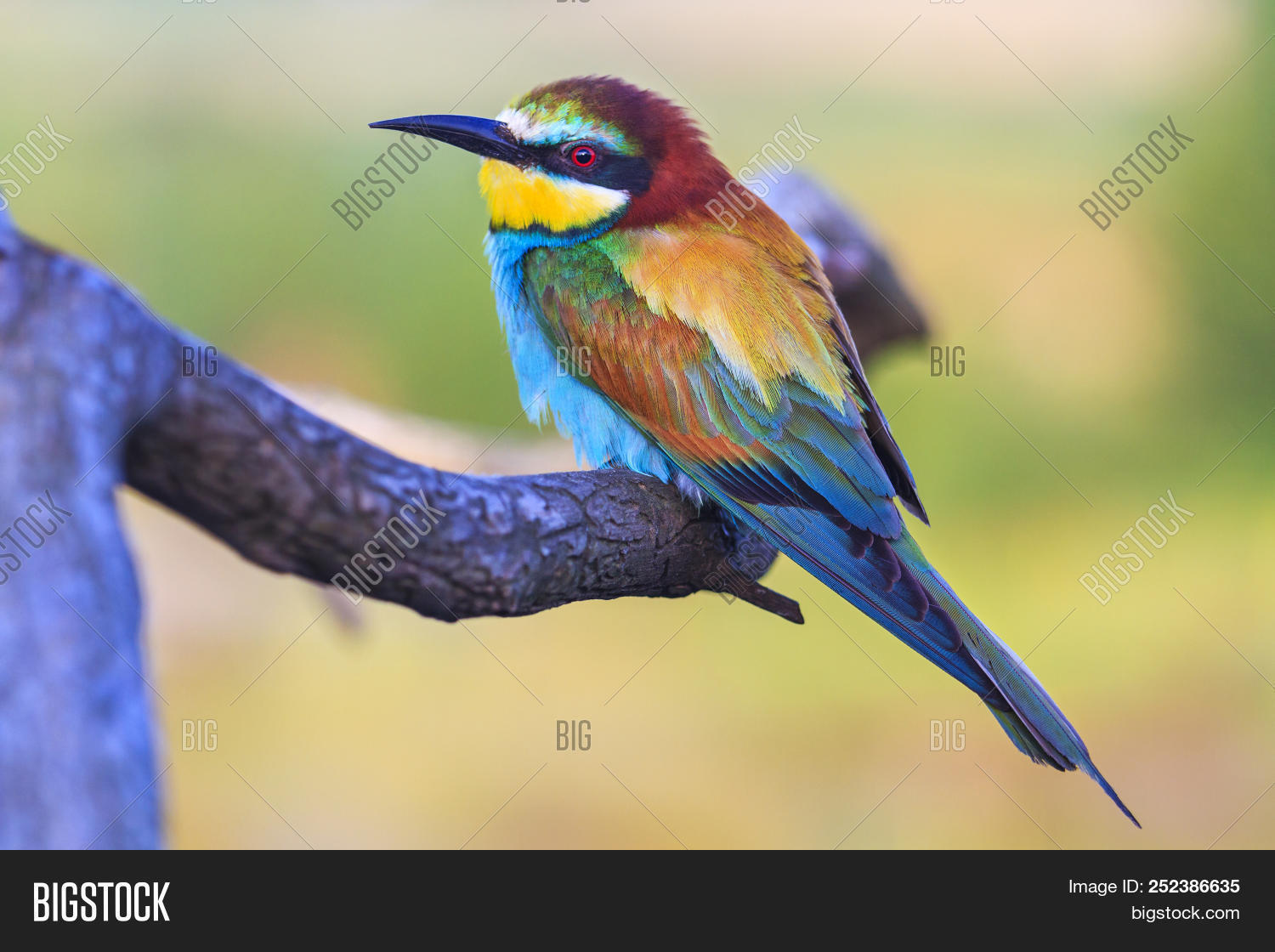 Image Preview