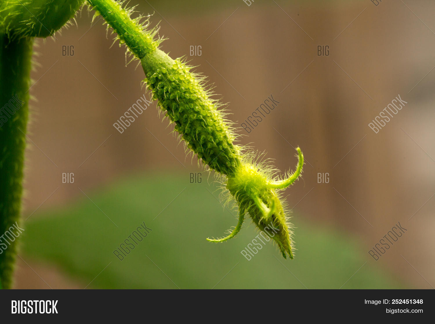 Growth Blooming Image Photo Free Trial Bigstock