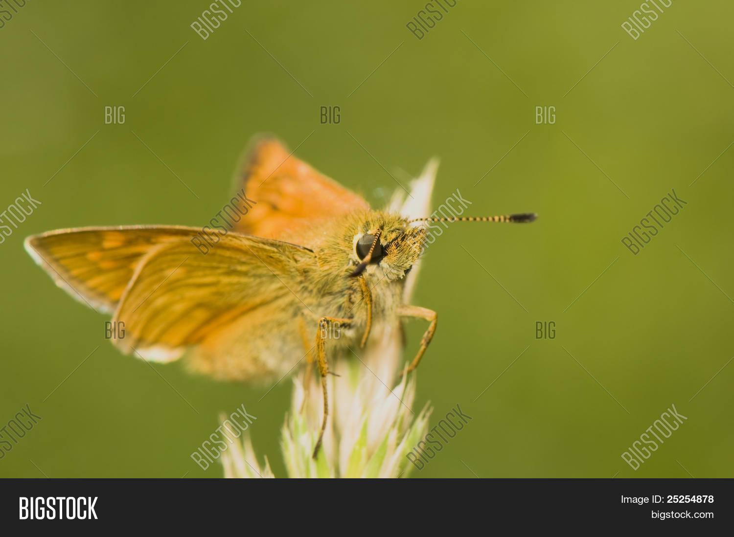 Image Preview
