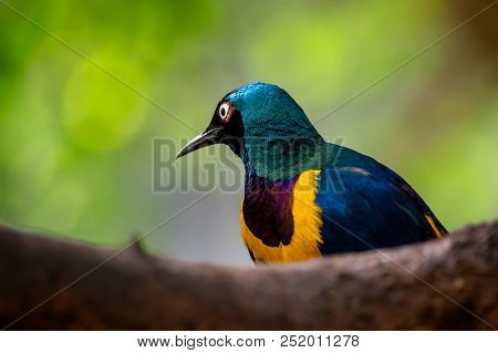 Golden Breasted Starling, Cosmopsarus Regius, Glossy Starling Sitting On The Tree Branch. Beautiful 
