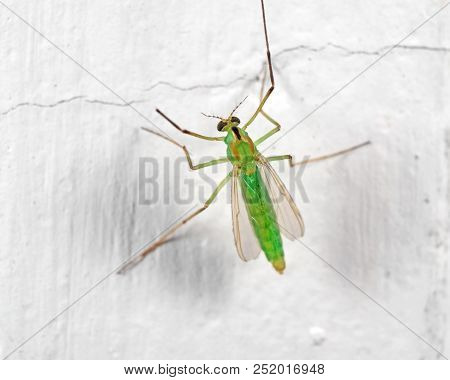 Macro Photography Of Green Crane Fly On White Wall