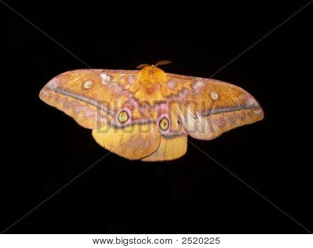 Bella Moth
