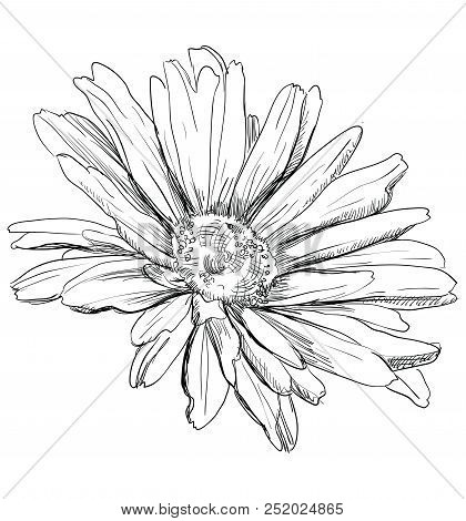 Hand Drawn Chamomilla Flower. Vector Monochrome Illustration Isolated On White Background.