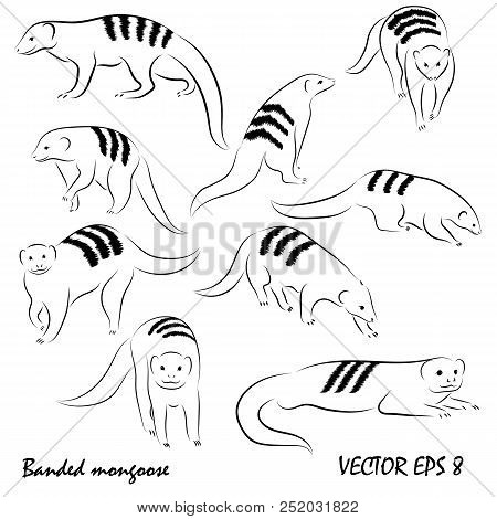 Graphic Sketch Illustration With Funny Set Of Mongoose, Isolated, No Background