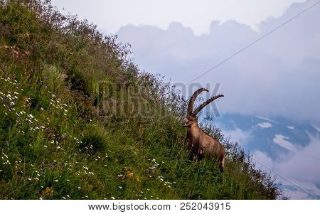 Majestic Animal Old And Wise Alpine Capricorn Steinbock Capra Ibex The Swiss Alps Brienzer Rothorn
