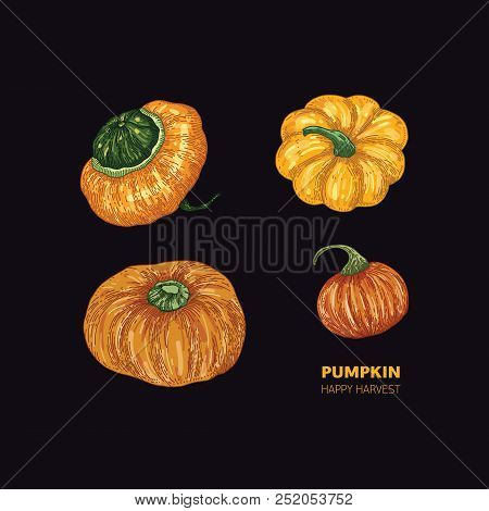 Pumkin On Black Background. Vector Color Illustration. Healthy Organic Food