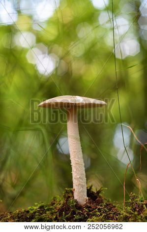 Amanita Fulva Mushroom, Also Known As The Tawny Grisette