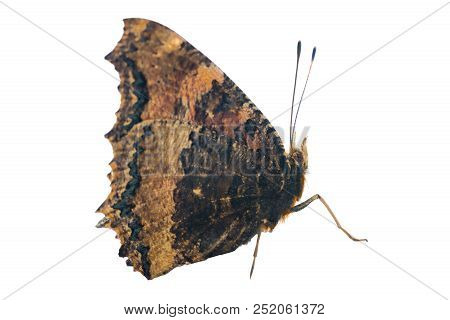 Butterfly Yellow Legged Tortoiseshell Sits On Window