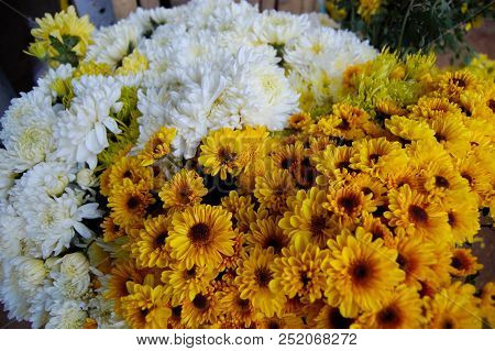 White And Yellow Flowers Chrysanthemum. Dendranthemum Grandifflora.