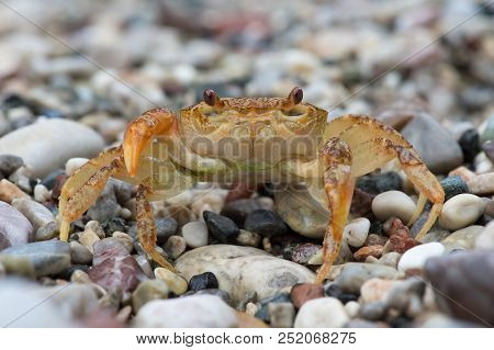Freshwater Crab (potamon Potamios) In Stony Riverbed