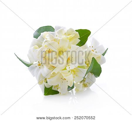 The Andaman Satinwood Isolated On White Background