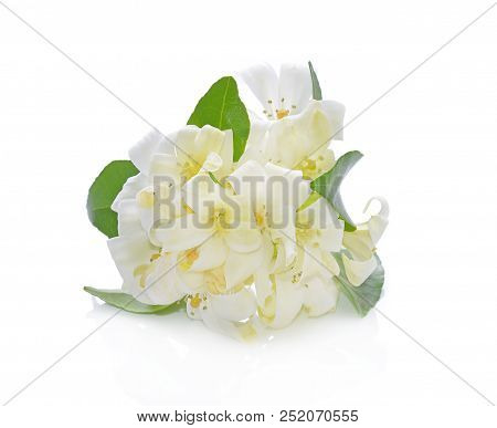 The Andaman Satinwood Isolated On White Background