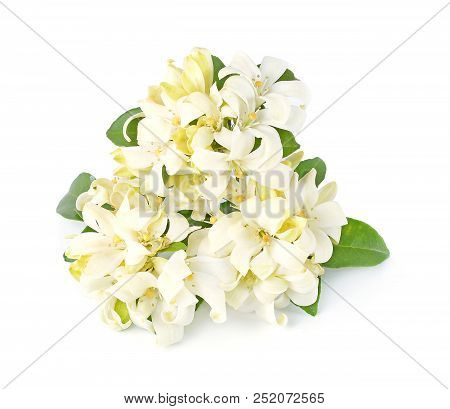 The Andaman Satinwood Isolated On White Background